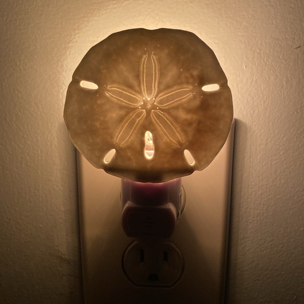 Hand-Crafted Real Sand Dollar Night Light
